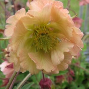 Geum 'Apricot Pearl'; mõõl 'Apricot Pearl'