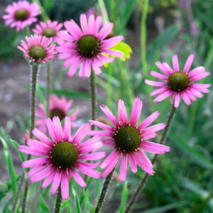 Echinacea tennesseensis 'Rocky Top Hybrids'; tennessii siilkübar 'Rocki Top Hybrids'