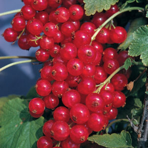 Punane sõstar 'London Market'