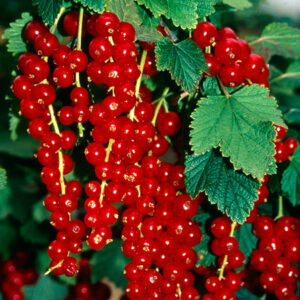 Punane sõstar 'Premiere groseille raisin'