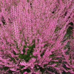 Calluna vulgaris 'Marlies'