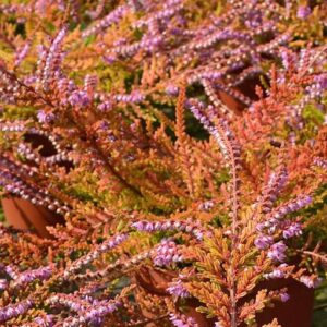 Calluna vulgaris 'Winter Chocolate'