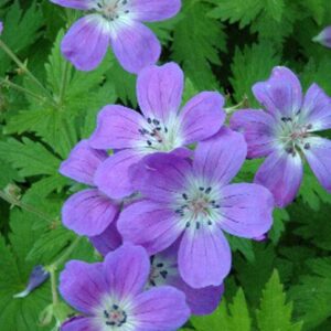 Geranium sylvaticum 'Mayflower'; mets-kurereha 'Mayflower'