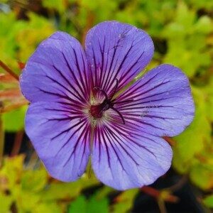 Geranium wallichianum 'Blue Sunrise'; Wallichi kurereha 'Blue Sunrise'