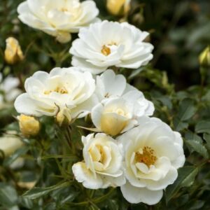Bees Paradise Rose® Ivory