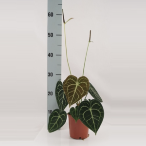 Anthurium clarinervium  UUS!