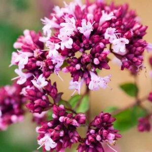 Origanum 'Rosenkuppel'; pune 'Rosenkuppel'