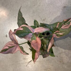 Syngonium podophyllum Red Spot UUS!