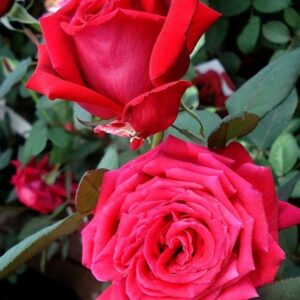 Reine des Parfums UUS!