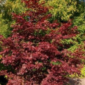 Acer palmatum 'Bloodgood'