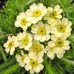 Achillea lewisii 'King Edward'