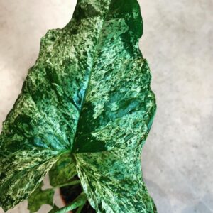 Syngonium pod. var. "Mottled" UUS!