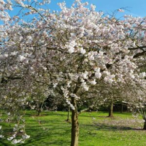Prunus serrulata 'Shogetsu' UUS!