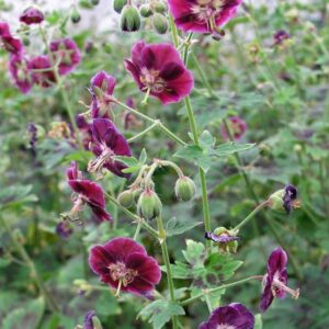 Geranium phaeum 'Samobor'; tõmmu kurereha 'Samobor'