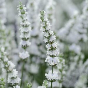 Lavandula x intermedia 'Edelweiss'; vahelmine lavendel 'Edelweiss'