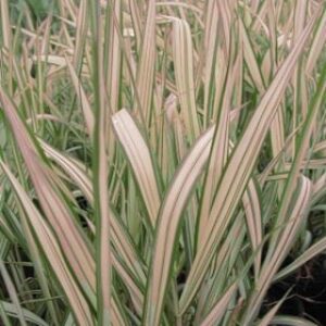 Phalaris arundinacea 'Feesey'; päideroog 'Feesey'