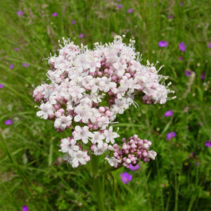 Valeriana officinalis UUS!