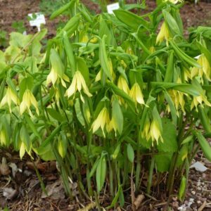 Uvularia grandiflora 'Pallida' UUS!