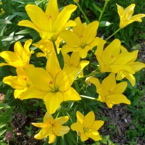 Lilium 'Yellow Cocotte'