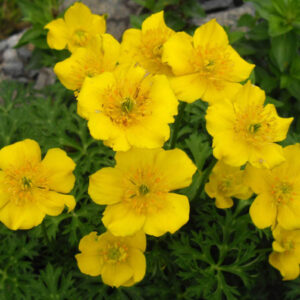 Trollius pumilus UUS!