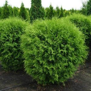 Thuja occidentalis ‘Globosa' UUS!