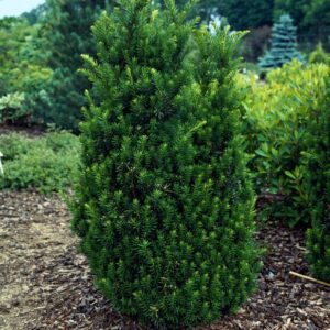 Taxus x media ‘Hillii' UUS!