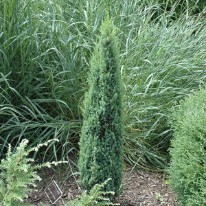Juniperus communis ‘Sentinel' UUS!