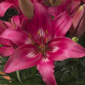 Lilium 'Trendy Dakota'