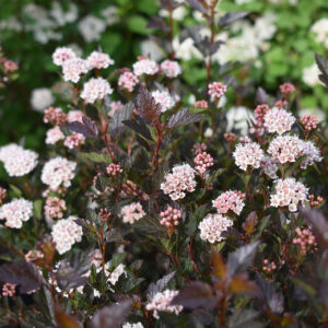Physocarpus opulifolius 'Little Devil’ (´Donna May`)