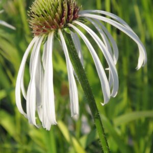 Echinacea pallida 'Hula Dancer'; kahkjas siilkübar 'Hula Dancer'