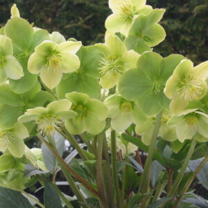 Helleborus 'Snow Love'