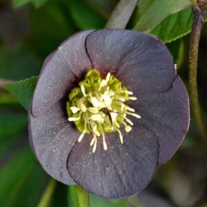 Helleborus orientalis 'Wilgenbroek Slaty Blue'; kaukaasia lumeroos 'Wilgenbroek Slaty Blue'