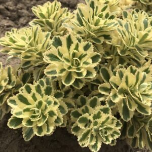Sedum 'Atlantis' UUS!