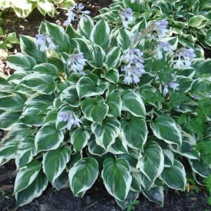 Hosta 'Fair Maiden'; hosta 'Fair Maiden'