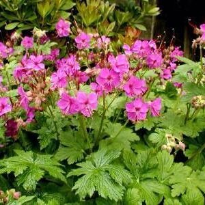Geranium macrorrhizum 'Bevan's Variety'; risoomikas kurereha 'Bevan's Variety'