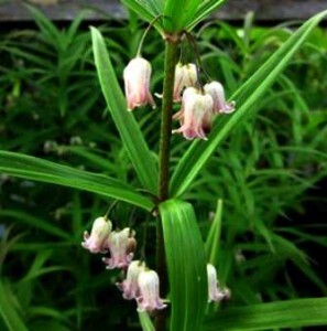 Polygonatum verticillatum 'Rubrum' UUS!