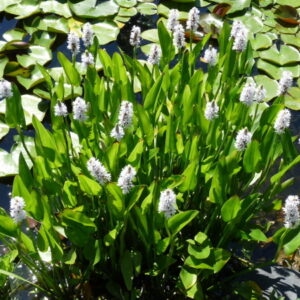Pontederia cordata 'Alba' UUS!