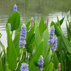 Pontederia lanceolata UUS!