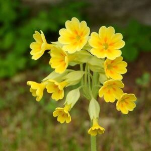 Primula veris; harilik nurmenukk