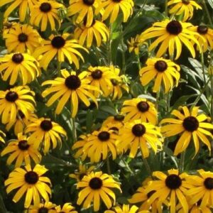 Rudbeckia fulgida 'American Gold Rush' UUS!
