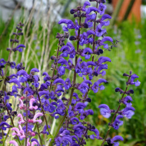 Salvia pratensis 'Twilight Serenade' UUS!