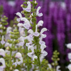 Salvia 'Snow Kiss' UUS!
