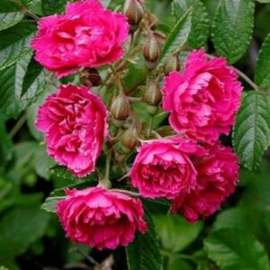 Rosa rugosa F. J. Grootendorst