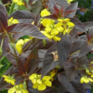 Lysimachia ciliata 'Firecracker'; ripsmeline metsvits 'Firecracker'