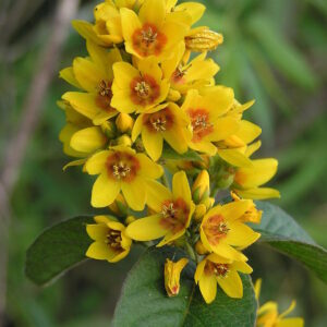 Lysimachia vulgaris; harilik metsvits