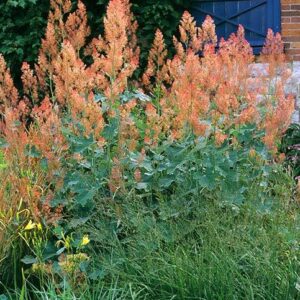 Macleaya microcarpa 'Kelway's Coral Plume'; hiina makleia 'Kelway's Coral Plume'