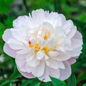 Paeonia lactiflora 'Vogue'; valgeõieline pojeng 'Vogue'