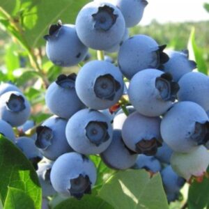 Kännasmustikas 'Spartan'