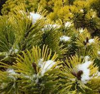 Pinus mugo 'Winter Gold' UUS!
