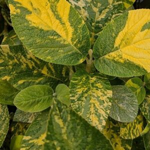 Viburnum lantana 'Variegatum' UUS!